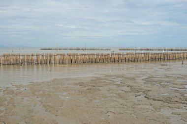 mangrov orman, bambu bariyer koruma kıyı şeridi wave için