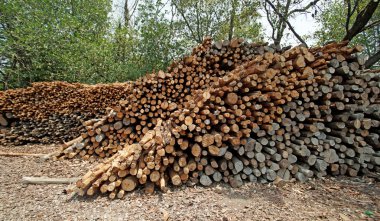 kömür yapmak için ahşap