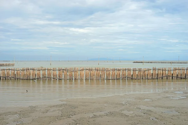 Floresta de mangue, barreira de bambu para proteção onda costeira — Fotografia de Stock