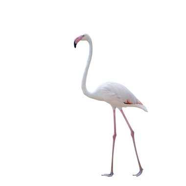 Pembe flamingo beyaz arkaplanda izole edildi