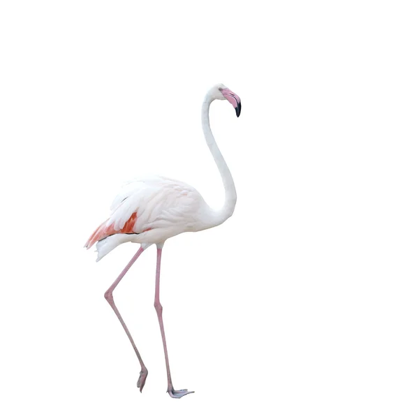 Pink flamingo isolated on white background — Stock Photo, Image