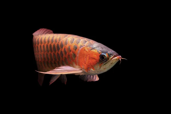 Güzel bir arowana