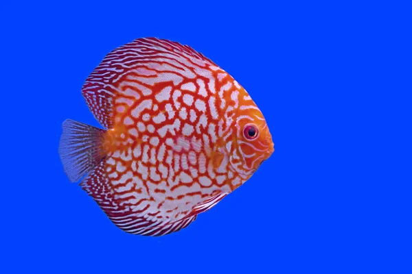 Pesce pompadour o symphysodon — Foto Stock