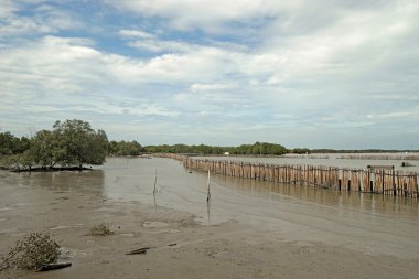 mangrov orman, bambu bariyer koruma kıyı şeridi wave için