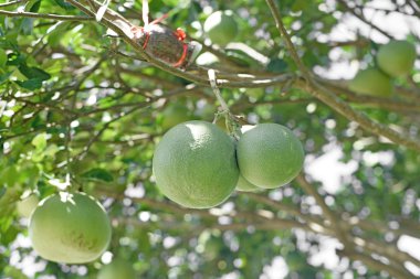 pomelo organik çiftlik ağaç üzerinde