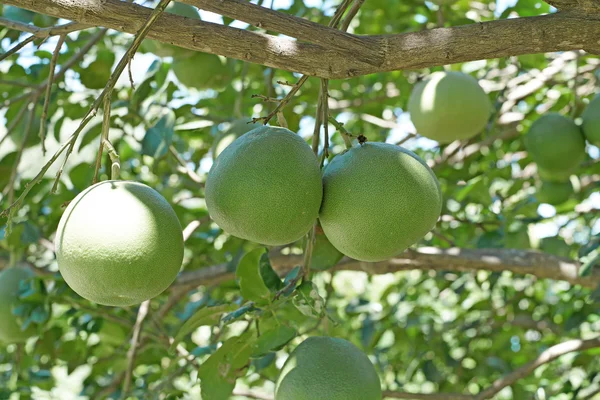 Pomelo auf Baum in Biobauernhof — Stockfoto