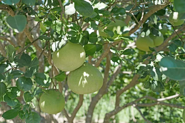 Pomelo στο δέντρο στο βιολογικό αγρόκτημα — Φωτογραφία Αρχείου