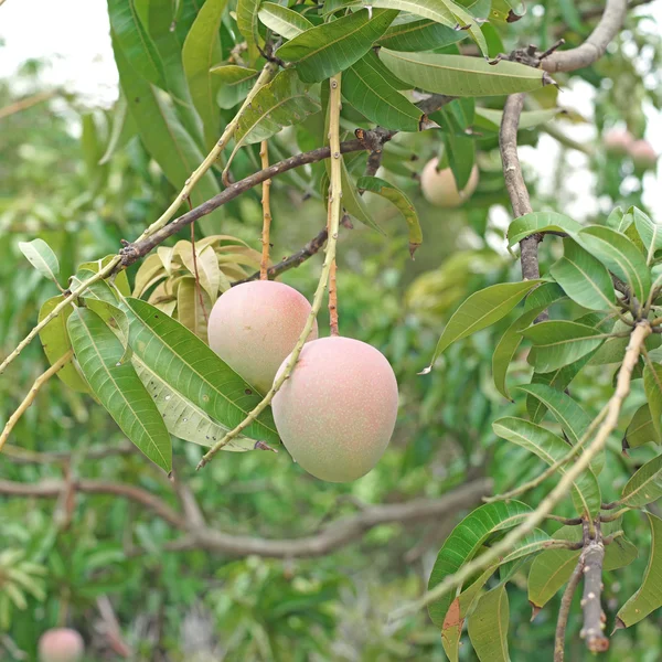 Junge r2e2 Mango auf Baum — Stockfoto
