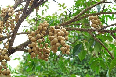 ağaç üzerinde uzun kong