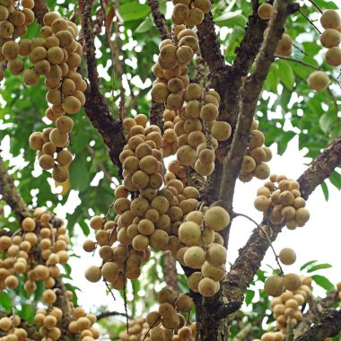 ağaç üzerinde uzun kong