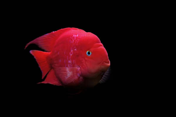 Flowerhorn Çiklit veya cichlasoma balık 