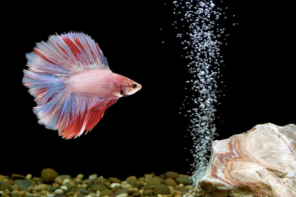 Betta siamese pesce combattente — Foto Stock