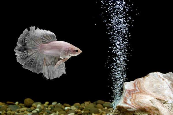 Betta siamese pesce combattente — Foto Stock