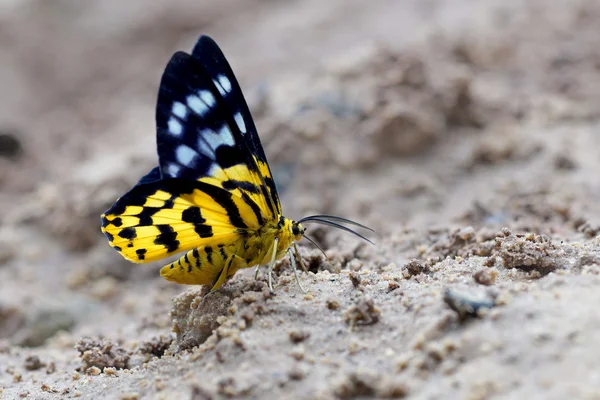 Beautiful butterfly in nature — Stock Photo, Image
