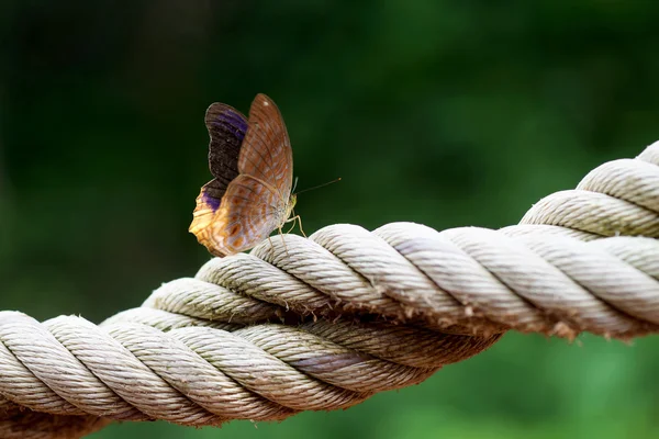 Bela borboleta na natureza — Fotografia de Stock