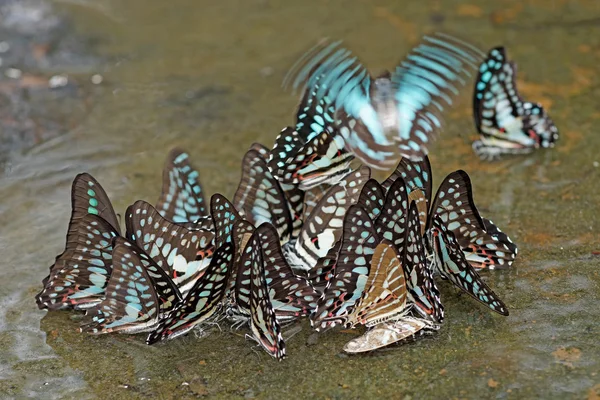 자연계의 아름다운 나비 — 스톡 사진