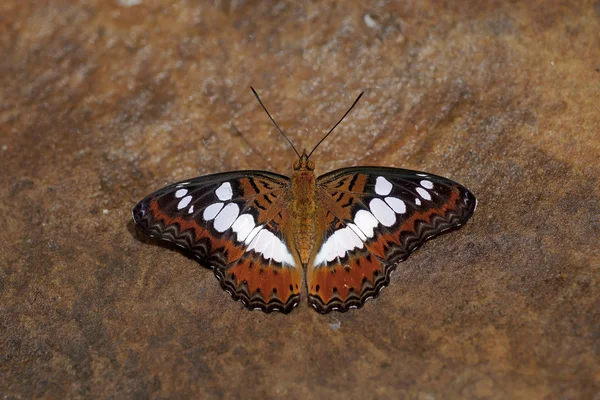 Beautiful butterfly in nature — Stock Photo, Image