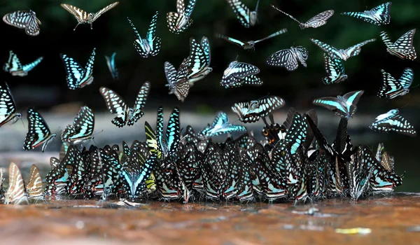 Doğadaki güzel Kelebek