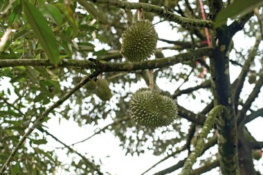 Durian meyve ağacı üzerinde