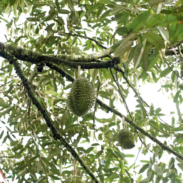 Durian ovoce na stromě — Stock fotografie