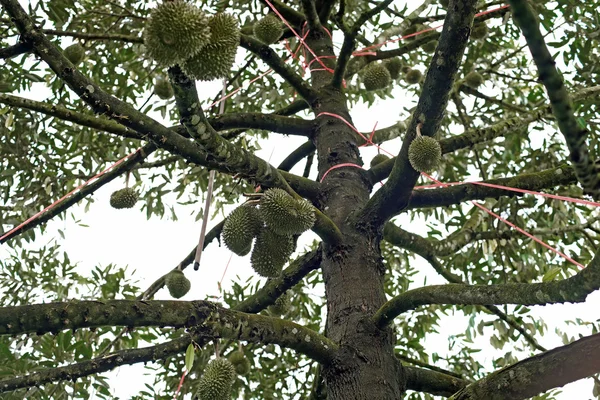 Durian φρούτα στο δέντρο — Φωτογραφία Αρχείου