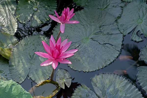 White water lily flower — Stock Photo, Image