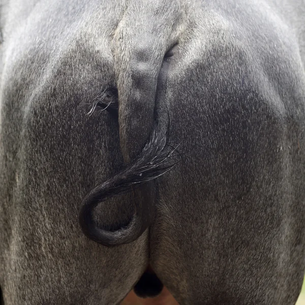 Asijský buvol nebo bubalus bubalis — Stock fotografie