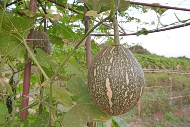 cushaw kabak veya cucurbita mixta ağaçta squash