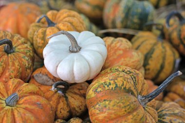 Carnival squash kabak 