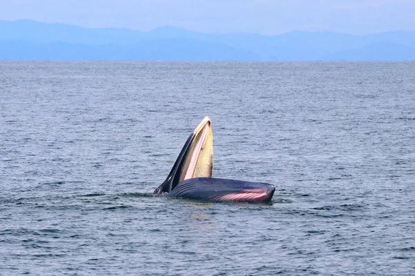 Ballena Bryde Ballena Del Edén Golfo Tailandia — Foto de Stock