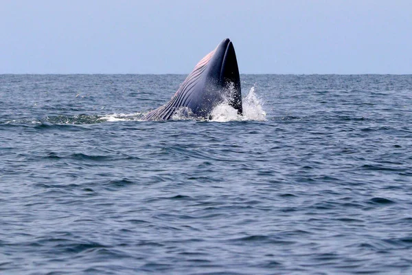 Bryde Whale Eden Whale Gulf Thailand — Stock Photo, Image