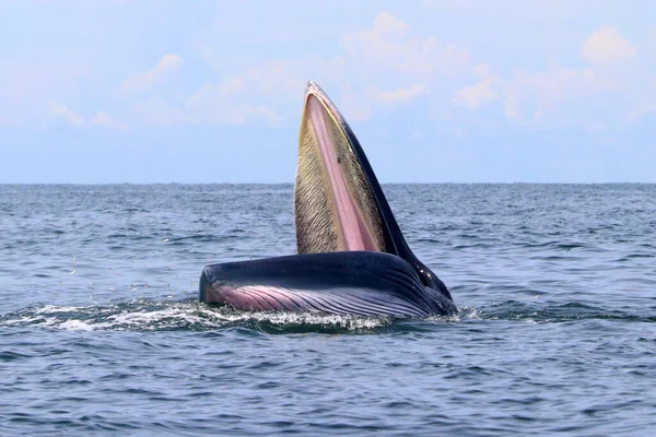 Baleia Bryde Baleia Eden Golfo Tailândia — Fotografia de Stock