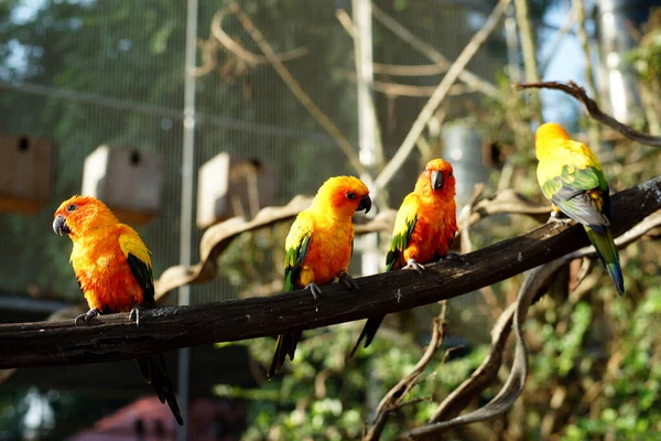 Hayvanat Bahçesindeki Sarı Papağan Kuşu Yığını — Stok fotoğraf