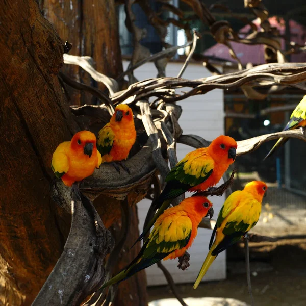 Pilha Pássaro Papagaio Amarelo Zoológico — Fotografia de Stock