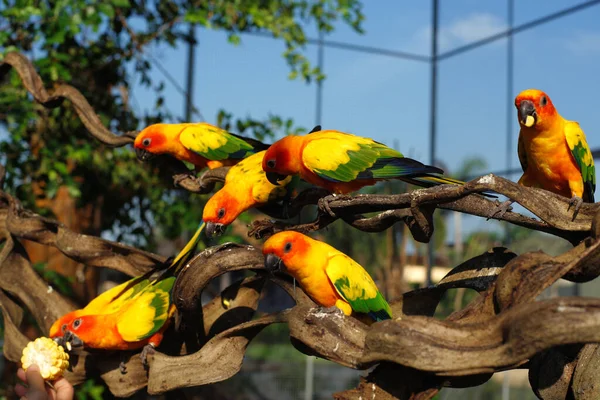 Pile Yellow Parrot Bird Zoo — Stock Photo, Image