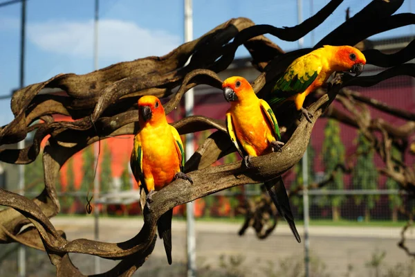 Pila Pájaro Loro Amarillo Zoológico —  Fotos de Stock