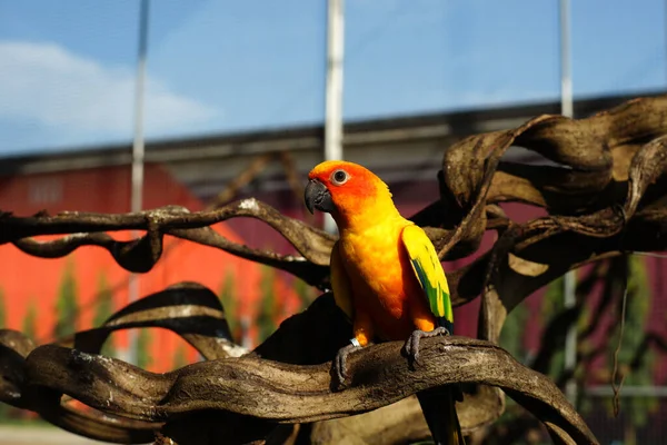 Pila Pájaro Loro Amarillo Zoológico —  Fotos de Stock