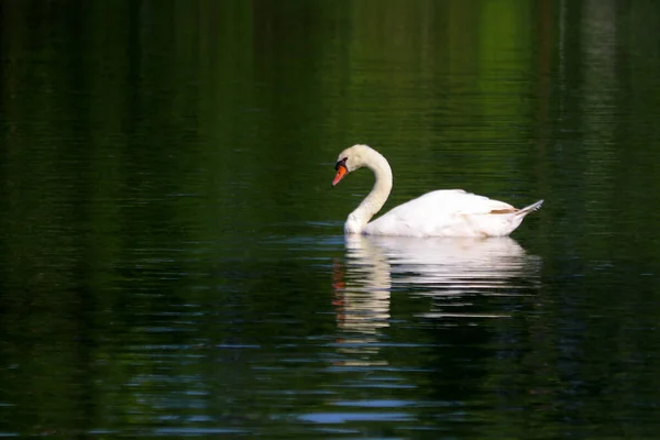 White Swan Cygnus Olor Swimming Pond — Stock Photo, Image