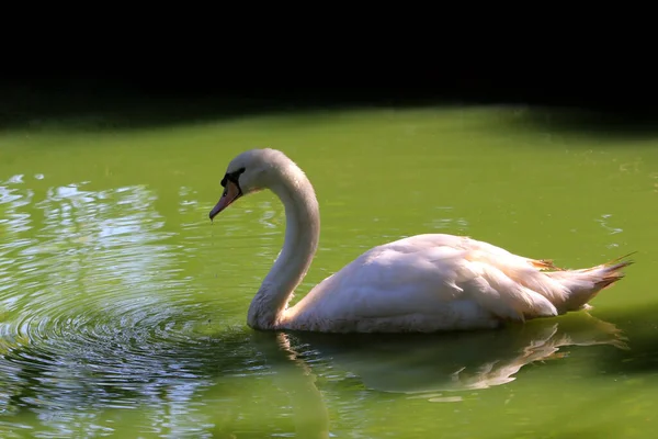 White Swan Cygnus Olor Swimming Pond — Stock Photo, Image