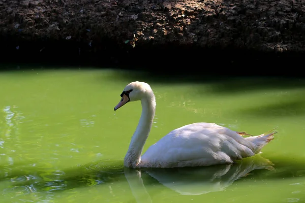 White Swan Cygnus Olor Swimming Pond — Stock Photo, Image