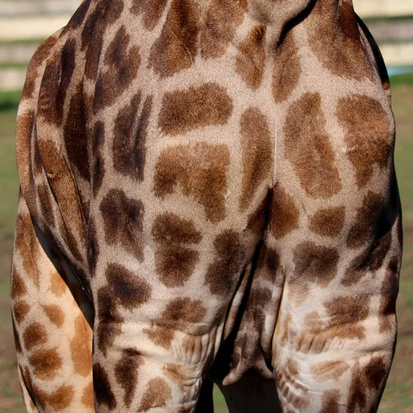 Leather Skin Giraffe Background — Stock Photo, Image