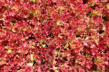 Yiyecek arka planı olarak organik sebze fotoğrafı.