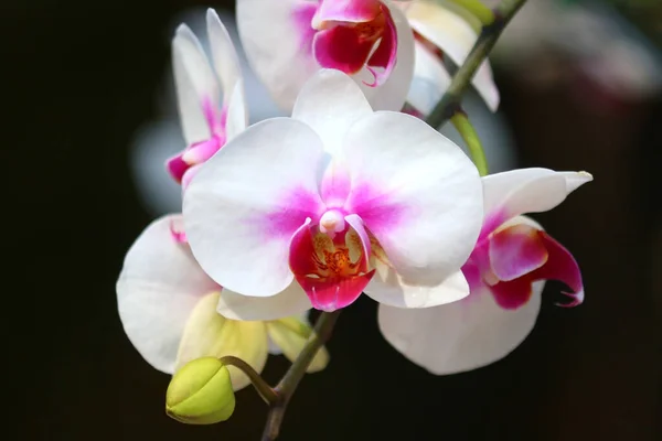 Photo White Orchid Flower Garden — Stock Photo, Image