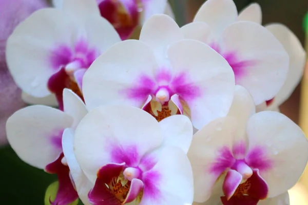 Foto Der Weißen Orchideenblume Garten — Stockfoto