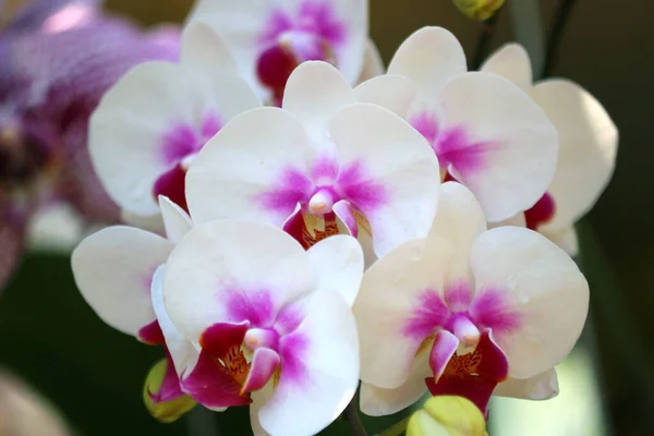 Foto Der Weißen Orchideenblume Garten — Stockfoto