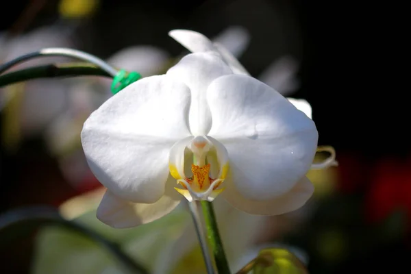 Zdjęcie Białego Kwiatu Orchidei Ogrodzie — Zdjęcie stockowe