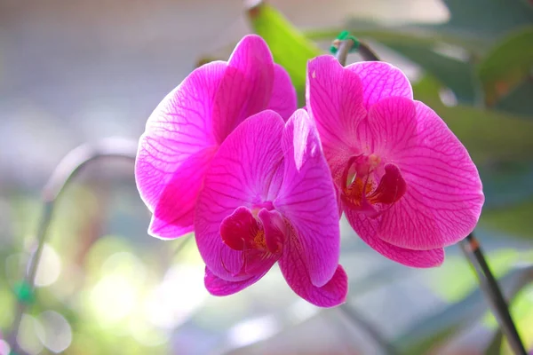 Foto Flor Rosada Orquídea Jardín — Foto de Stock