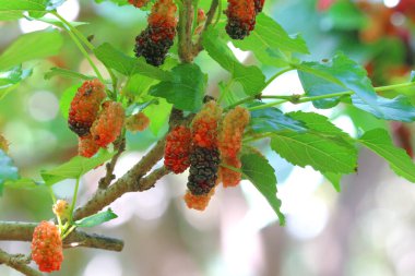 organik çiftlikteki ağaçta dut meyvesi yığını