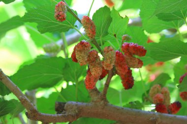 organik çiftlikteki ağaçta dut meyvesi yığını