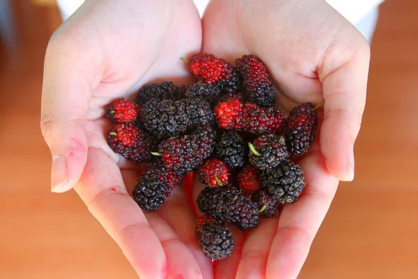 pile of mulberry fruit on woman hand